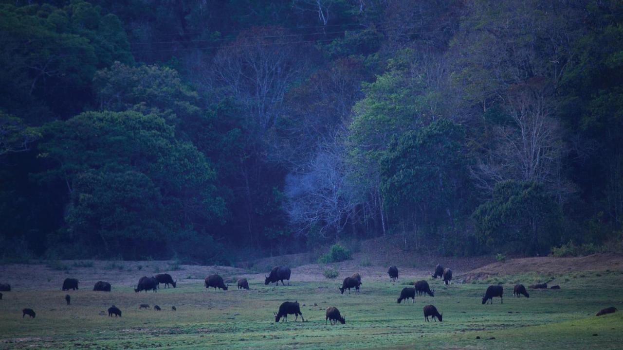 Holiday Inn Cochin By Ihg Kochi Esterno foto Gaur grazing in the Bandipur National Park